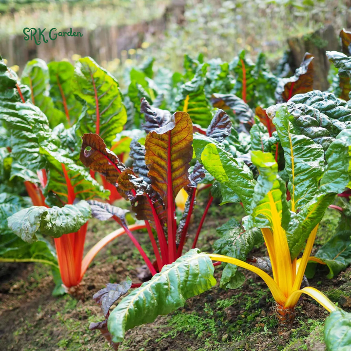 Organic Rainbow Swiss Chard Seeds | 50 Seeds