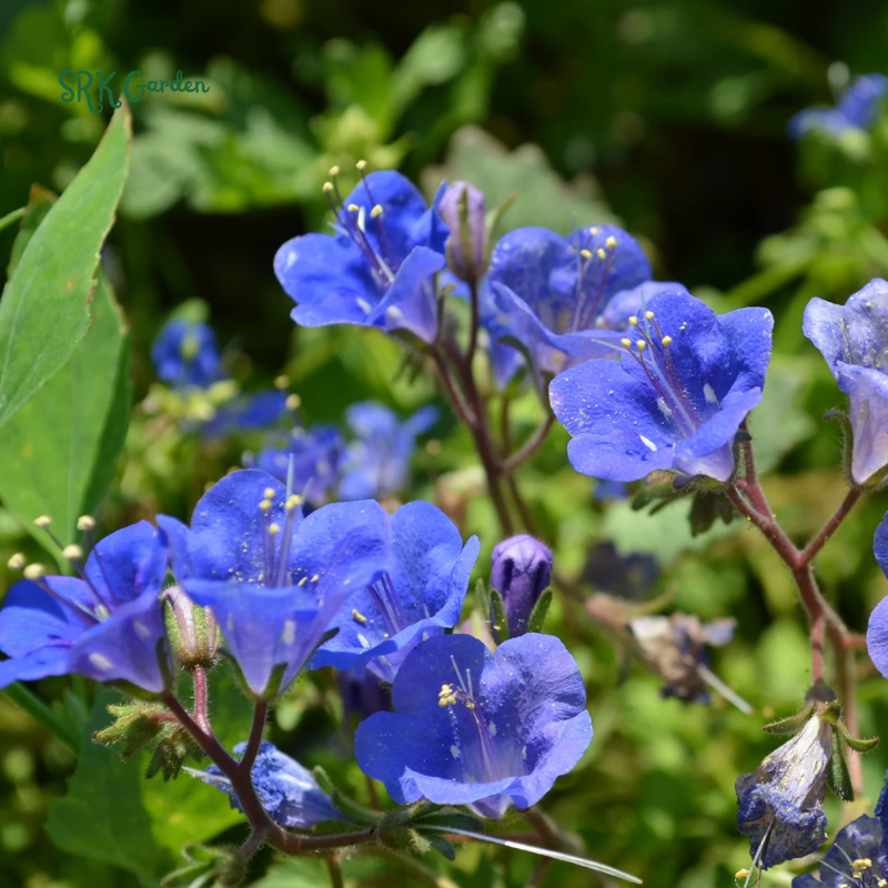 California Bluebell Seeds | 500 Seeds
