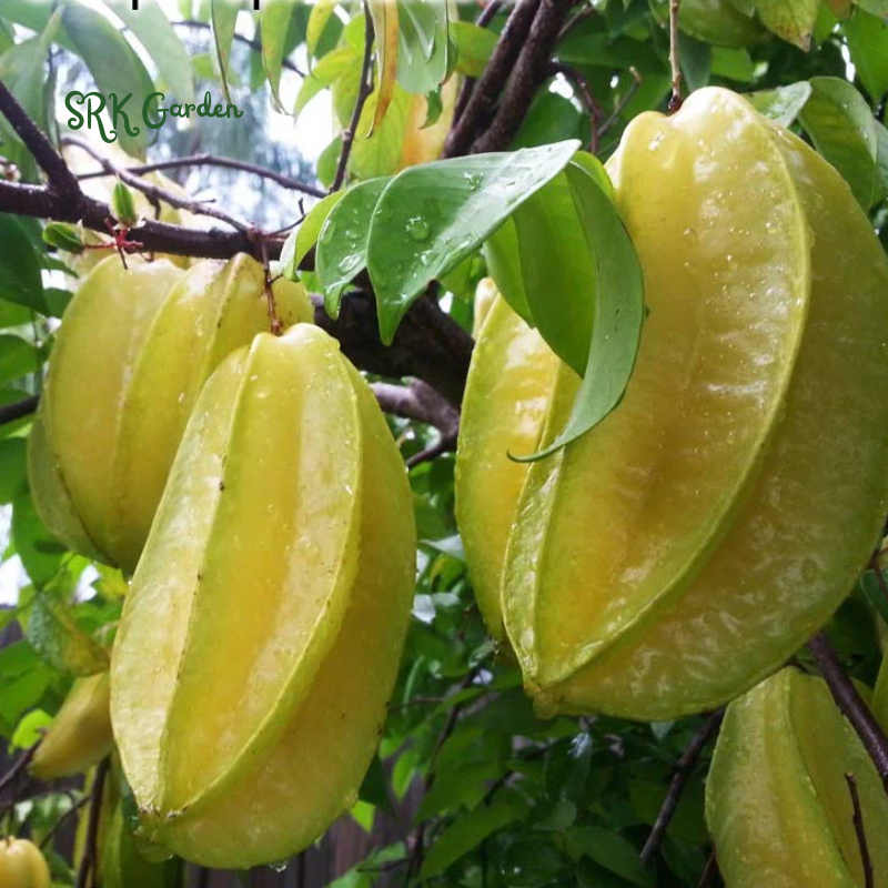 Star Fruit Averrhoa Carambola Bell Seedling Potted Starfruit Plant Tree