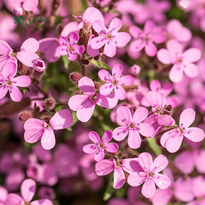 Soapwort Seeds | 300 Seeds