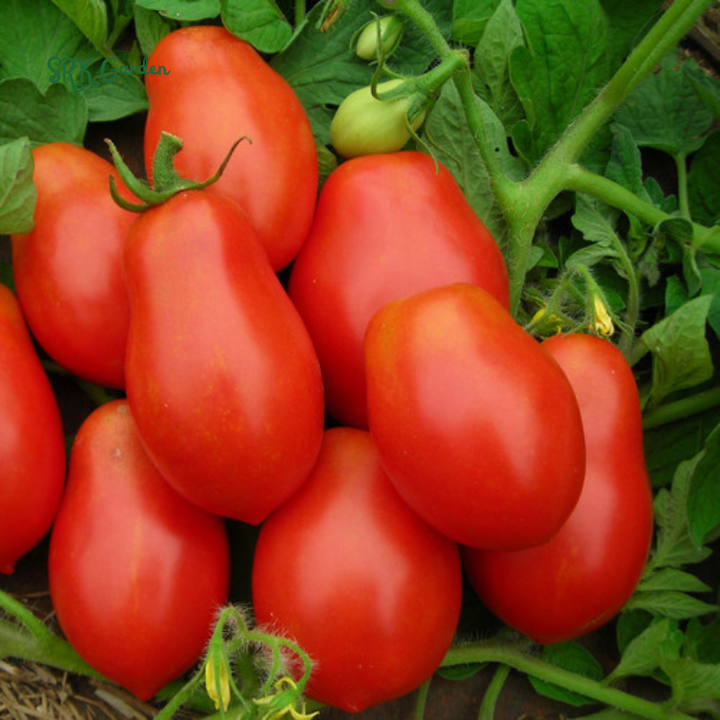 Roma VF Tomato Seeds | 50 Seeds