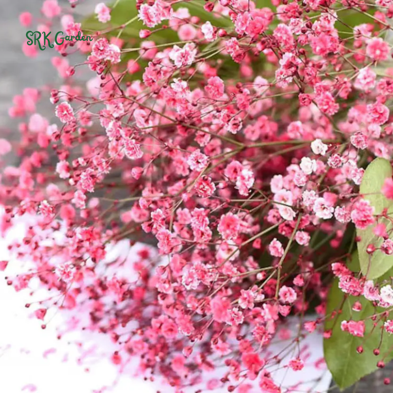 Deep Carmine Baby's Breath Seeds | 100 Seeds