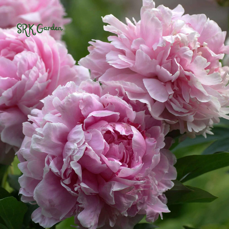 Peony Seeds, 50+ Cotton Candy Peony Mix Seed