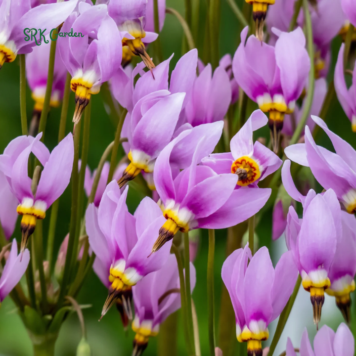 Midland Shooting Star Seeds for Planting | 25 Seeds