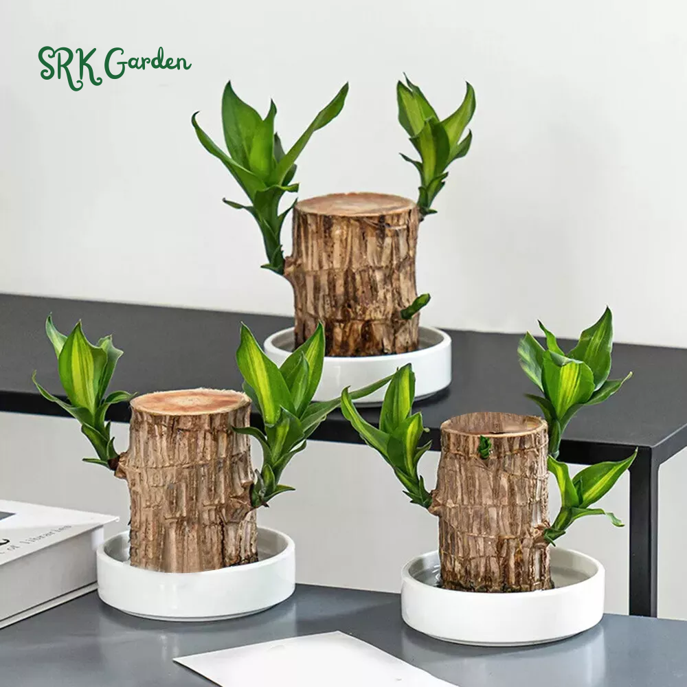 Brazilian Wood Plant,Lucky Wood Plant with Plastic Tray