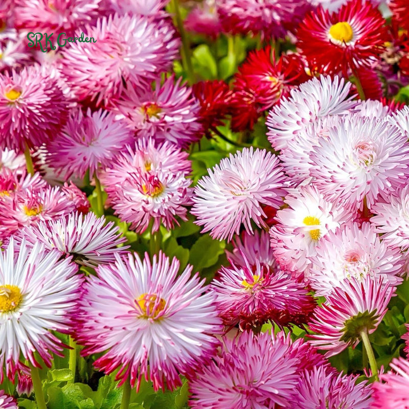 Bellis English Daisy Seeds - Pink, White, Red Mix | 200 Seeds