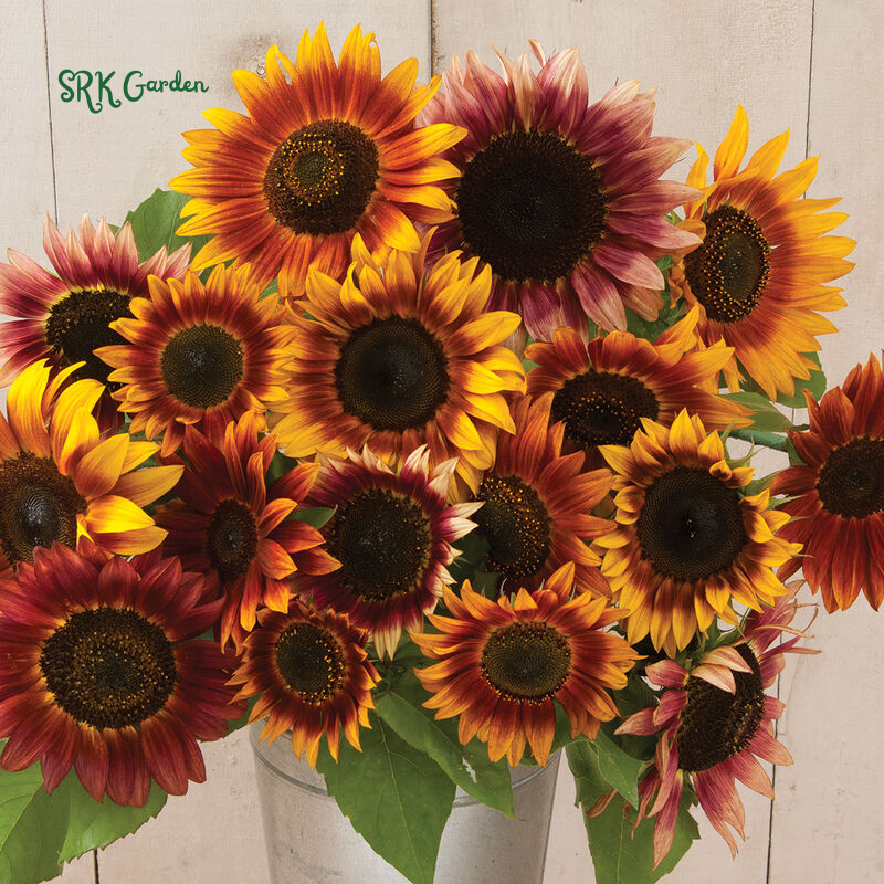 Autumn Beauty Sunflower Seeds for Planting