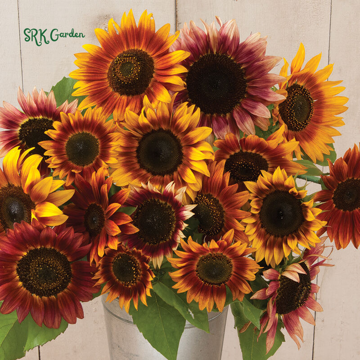 Autumn Beauty Sunflower Seeds for Planting