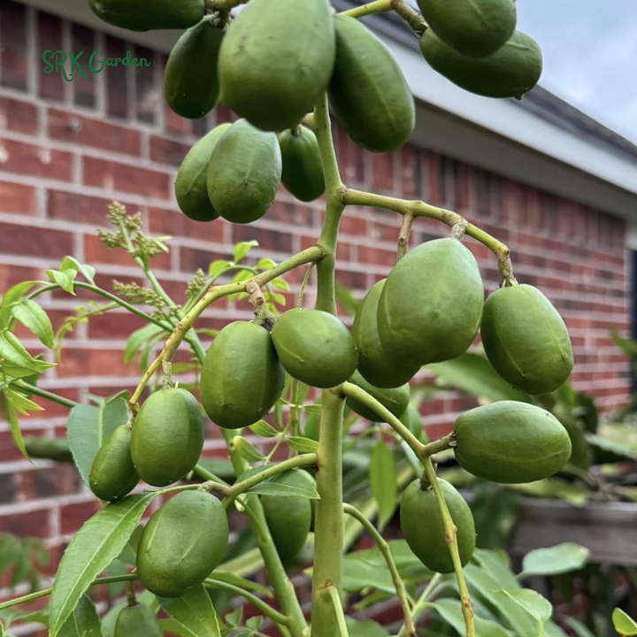 June Plum Tropial Fruit Trees - 1 - 2 Feet Tall