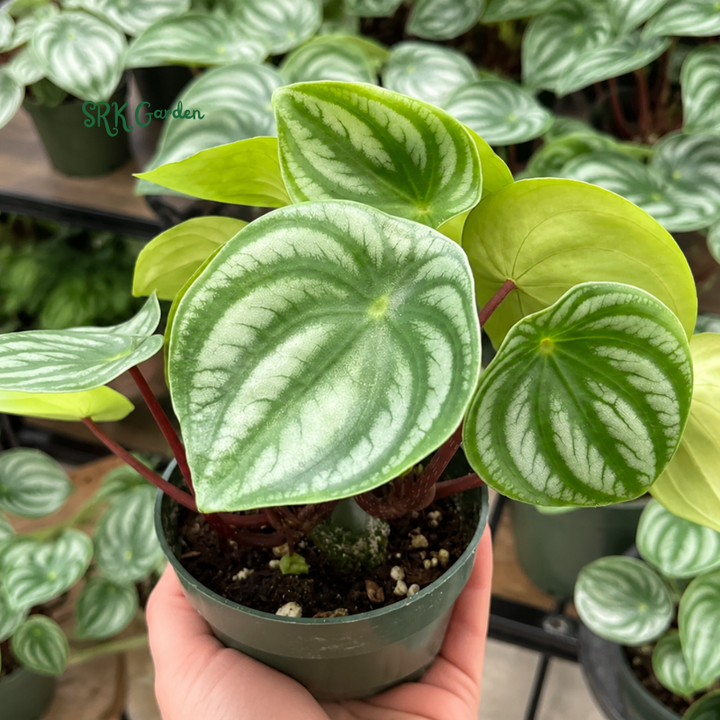 Peperomia Watermelon, Live Houseplant in 4" pot