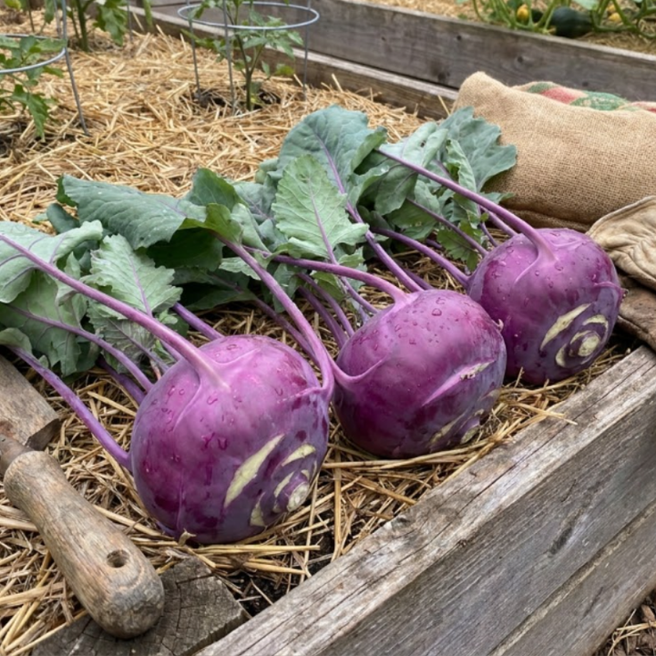 Purple & White Kohlrabi Seeds – Vienna Variety Duo.