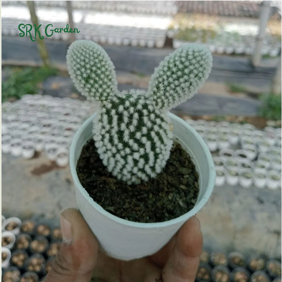 Bunny Ear Cactus, Opuntia Microdasys in 2", 4" pot