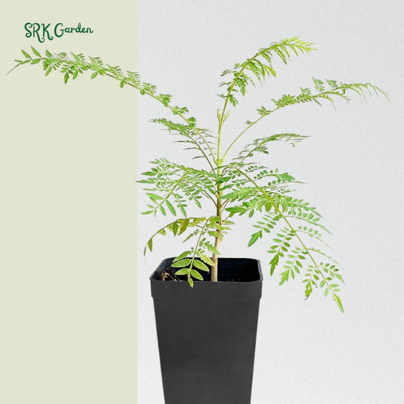 Jacaranda Tree, 3-4 Inch Tall Bonsai Tree in 2-Inch Pot, Trees Live Plants Outdoor Hardiness Zones 9-11