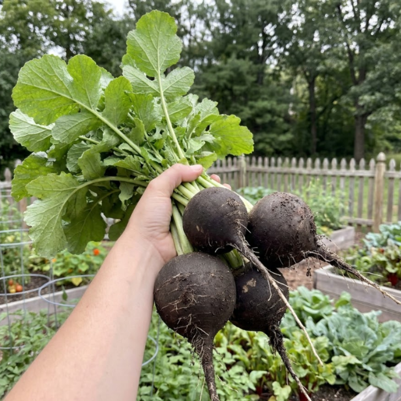 250+ Black Spanish Round Radish