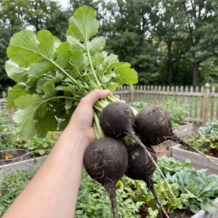 250+ Black Spanish Round Radish
