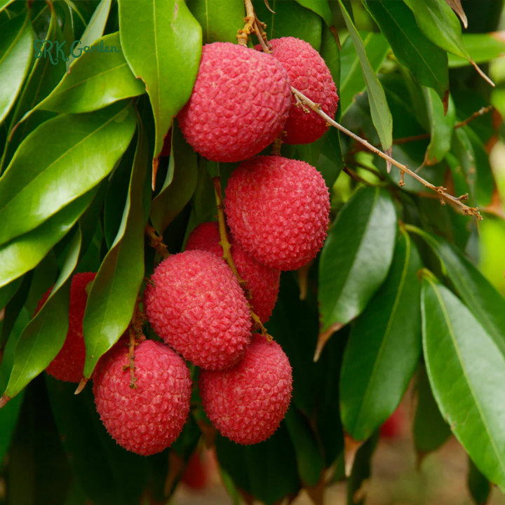 Lychee Fruit Tree Plant, 4 Inc Potted, Lychee Plant Live Sweet Fruit Plant | Tropical plants