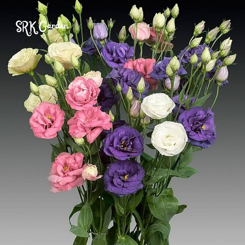 Eustoma / Lisianthus Grandiflorum Thornless Rose  Seeds, Year-around Planting