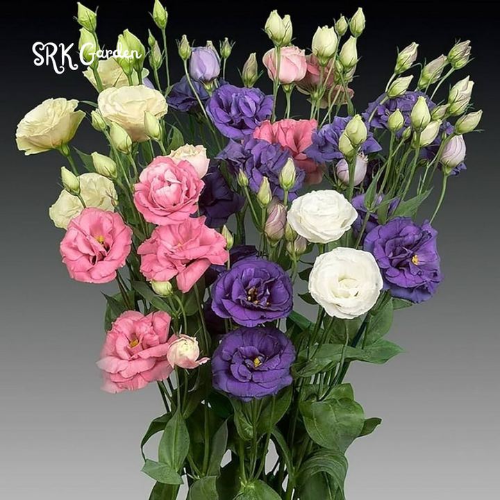 Eustoma / Lisianthus Grandiflorum Thornless Rose  Seeds, Year-around Planting