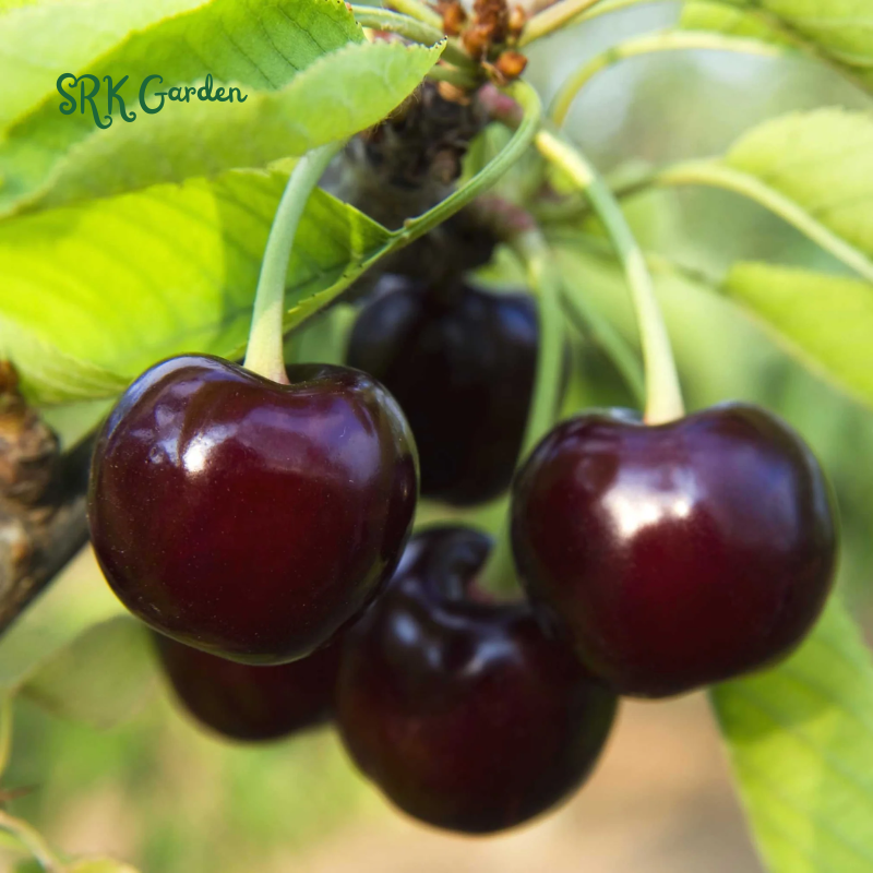 Black Cherry Fruit Tree Live Plant Seedling