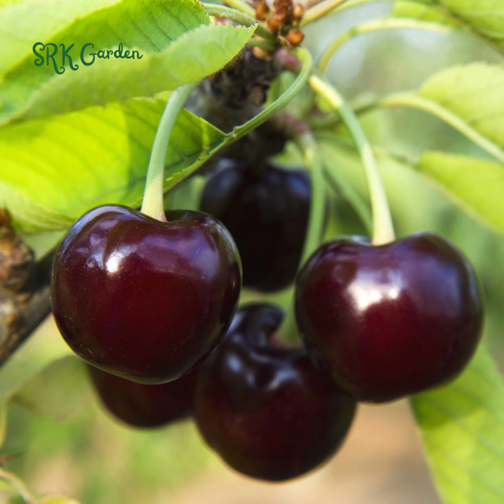 Black Cherry Fruit Tree Live Plant Seedling
