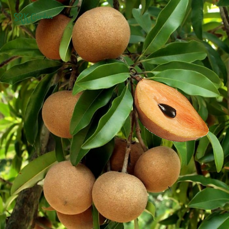 Sapodilla Manilkara Zapota Tropical Live Plant
