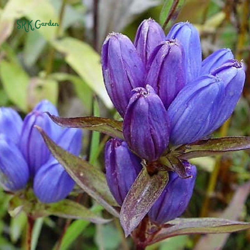 Bottle Gentian Seeds | 100 Seeds