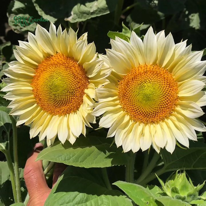 Pro Cut White Lite Sunflower Seeds | 20 Seeds