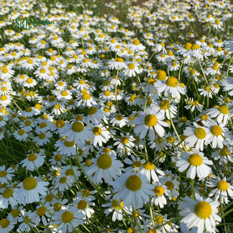 German Chamomile 3500 Seeds
