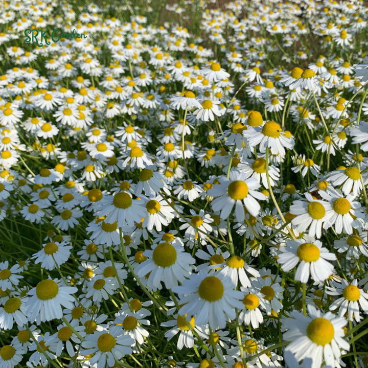 German Chamomile 3500 Seeds