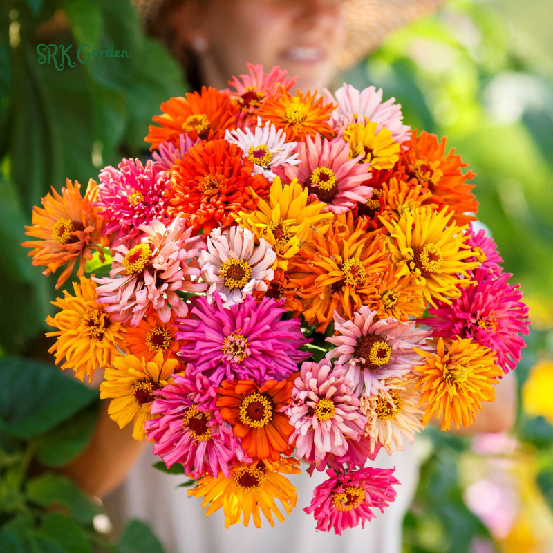 Zinnia Seeds - California Giant Mix - Mixed Colors and Large Blooms