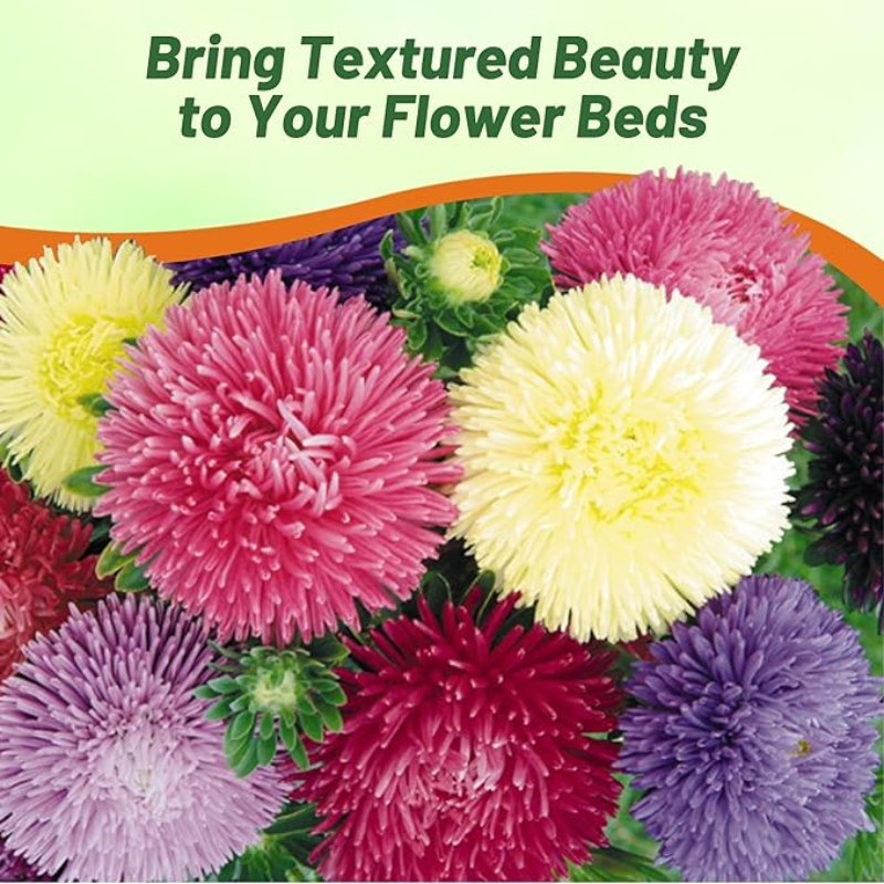 China Aster Seeds 'Giants of California' 1000 Seeds