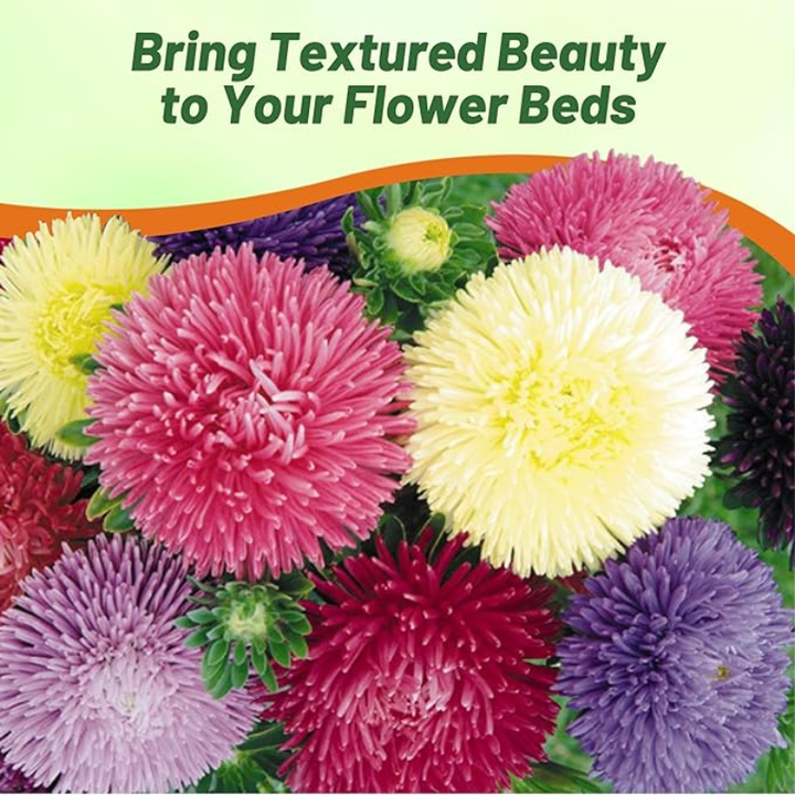 China Aster Seeds 'Giants of California' 1000 Seeds