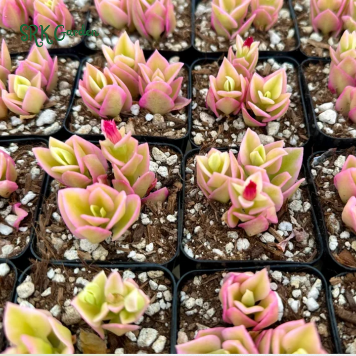 Variegated Baby Sun Rose, Ice Plant, Pink Succulent, Rare Plant in 2", 4" Pot