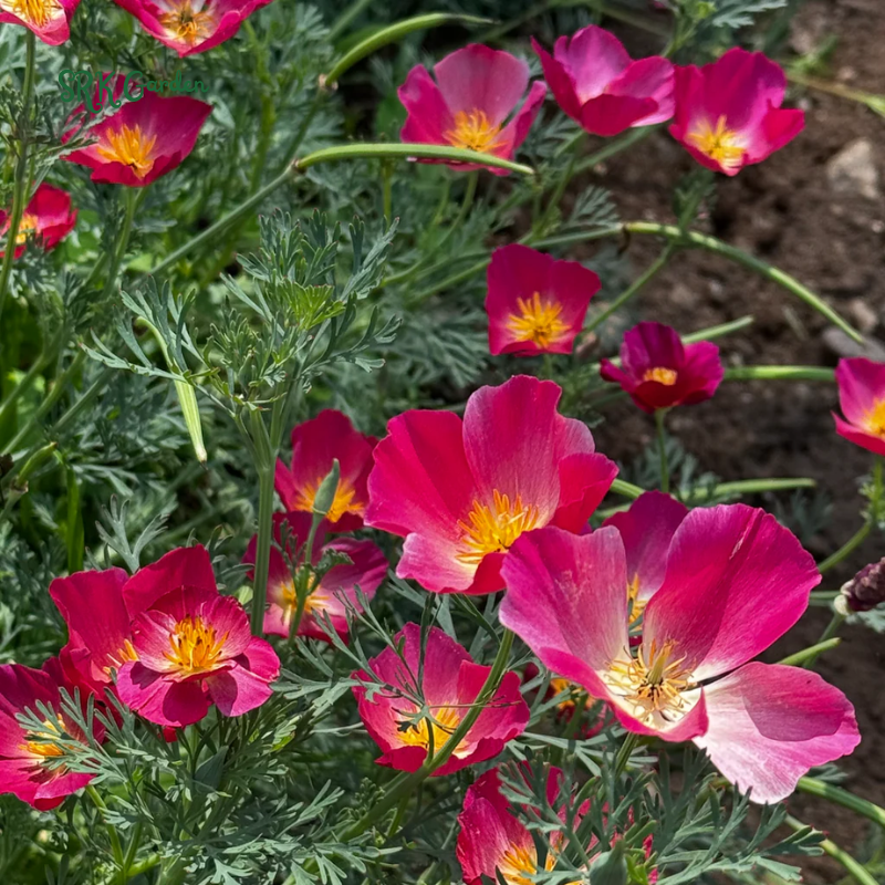 Carmine King California Poppy Seeds | 250 Seeds