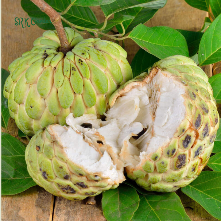 Sugar Apple Live Fruit Tree 10”-20” Tropical Plant