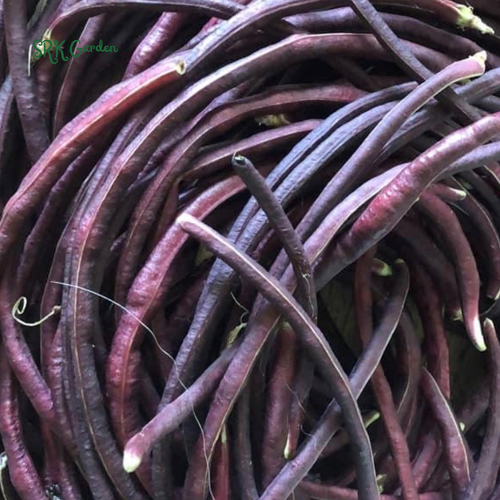 Purple Mart Tsu In Yard Long Bean Seeds | 10 Seeds