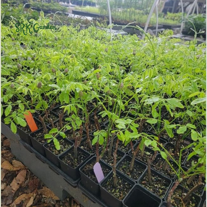 Wisteria Live Tree Seeds for Planting | Live Plants