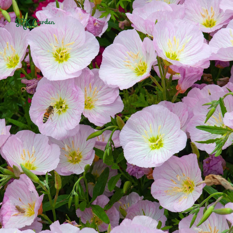 Showy Evening Primrose Seeds | 500 Seeds
