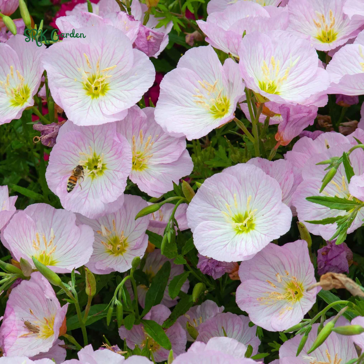 Showy Evening Primrose Seeds | 500 Seeds