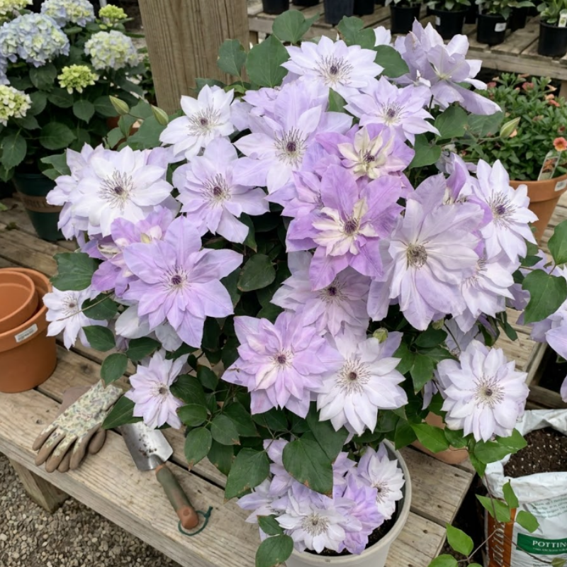 Clematis Seeds – Beautiful Perennial Flowering Climbing Vine