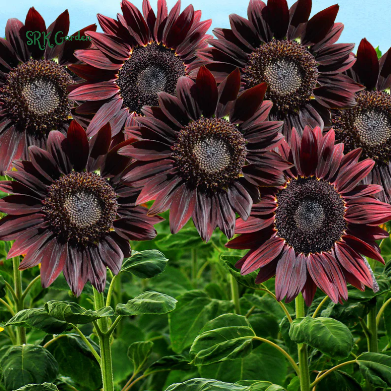 Sunflower Seeds - Chocolate Cherry 25 Seeds