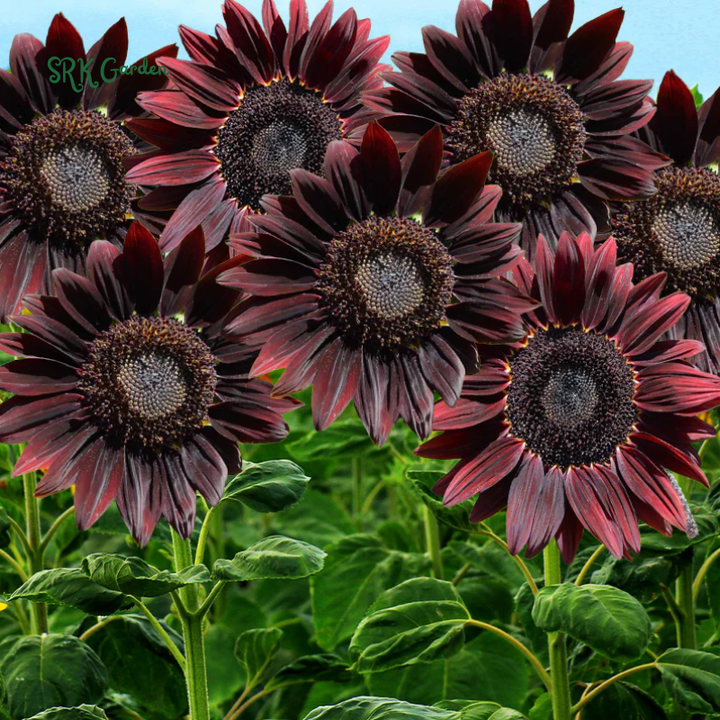 Sunflower Seeds - Chocolate Cherry 25 Seeds