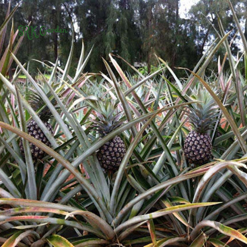Sugarloaf Pineapple (Kona Sugarloaf) Live Plant - Ananas Comosus
