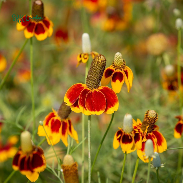 Mexican Hat Coneflower Seeds | 300 Seeds