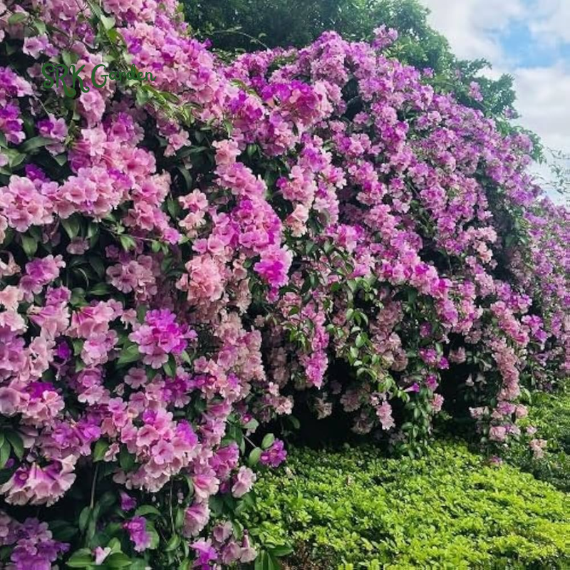 Purple Garlic Vine Semi -Tropical Live Plant Cydista Aequinoctialis in 4" pot