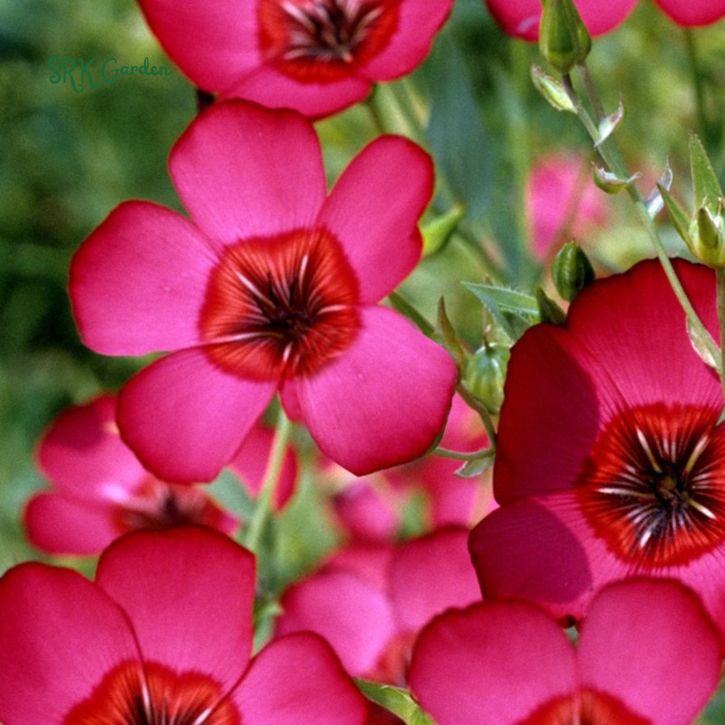 Scarlet Flax Seeds | 100 Seeds
