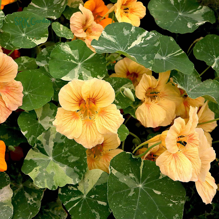 Variegated Alaska Mix Nasturtium Seeds  | 25 seeds