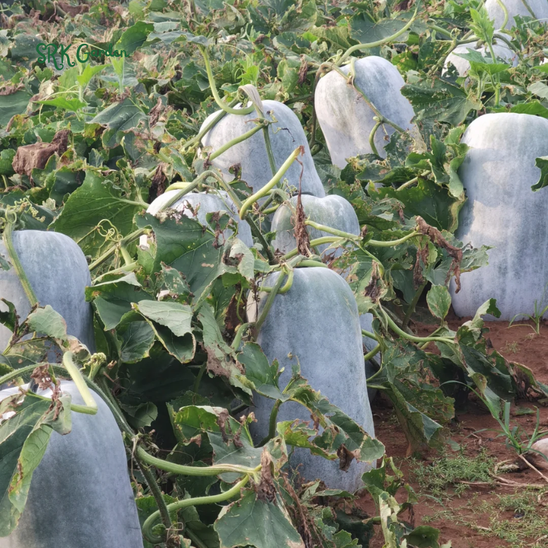 Giant Wax Gourd Seeds | 20 Seeds