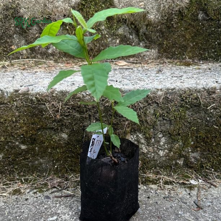 Chinese Chestnut Tree - Quart Pot - Fast-Growing Nut Seedling | 10-16" Tall Live Plant