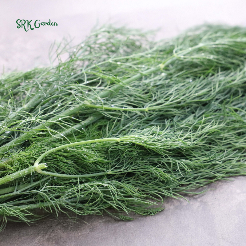 Organic Bouquet Dill | 100 Seeds